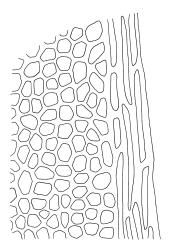 Rhizogonium pennatum, upper laminal cells at margin. Drawn from A.J. Fife 6477, CHR 104901.
 Image: R.C. Wagstaff © Landcare Research 2016 